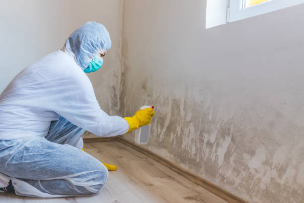Licensed Mold Remediation service in Waltham, MA - WQB Mold Removal
